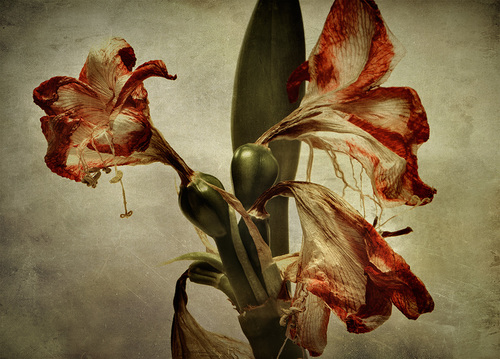 Amaryllis