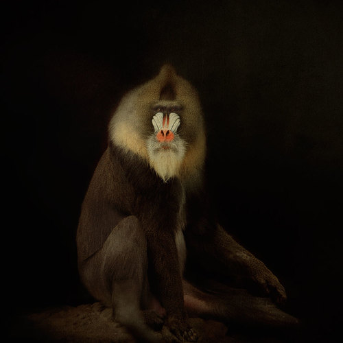 Red Nose