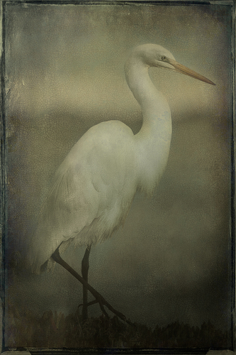 Feathered Portrait N.1