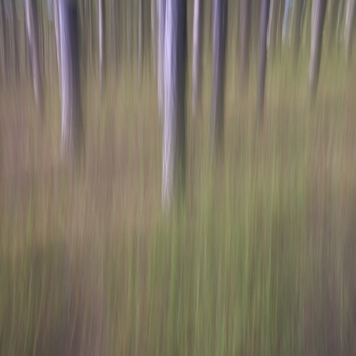 Pines