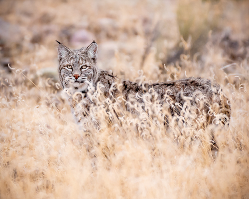 Bobcat