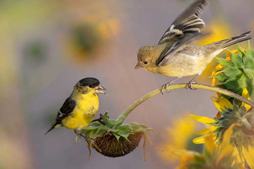 Lesser Finches Feeding