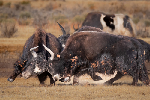 Teen Yaks