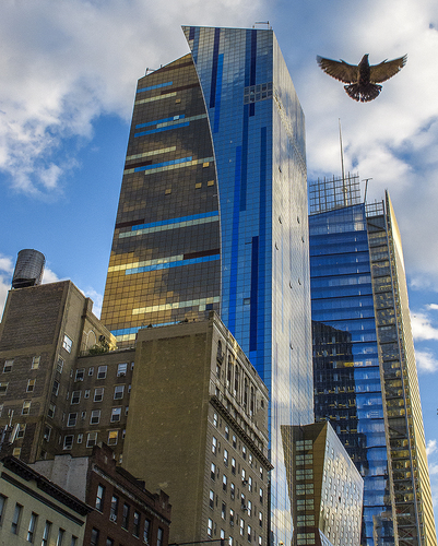 Bird and Curved Building
