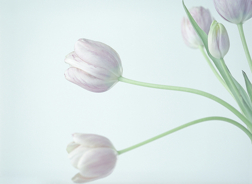 Tulip study #1