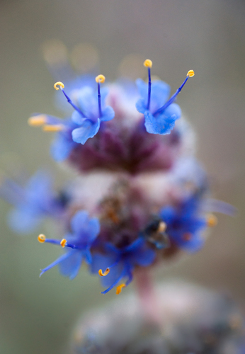 Desert Sage