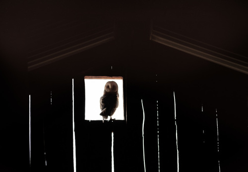 Barn Owl