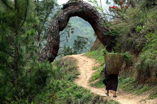 The Basket Carrier. Punakha, Bhutan