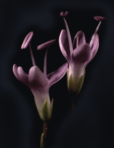 Dancing Fuscias