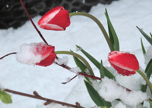 Tulips on Ice