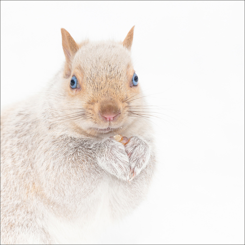 Snow Squirrel
