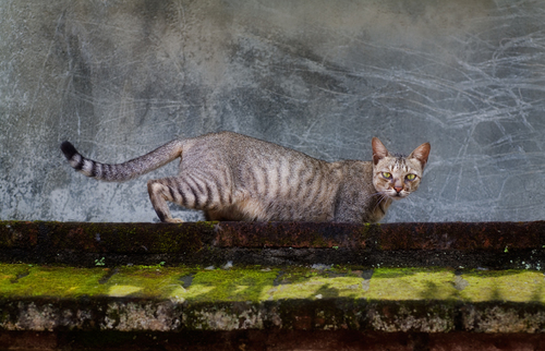 Hunting