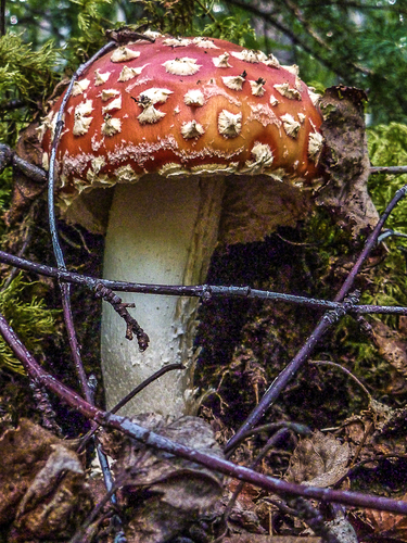 Soma