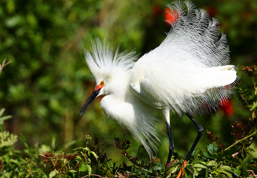 Snowy Egret in Breeding Plumage