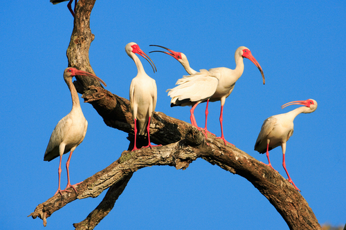 White Ibises' Caucus