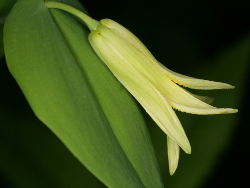 Solomon's Seal