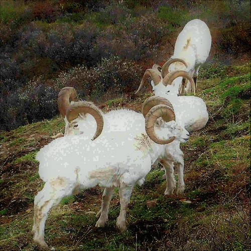 6 legged goat?