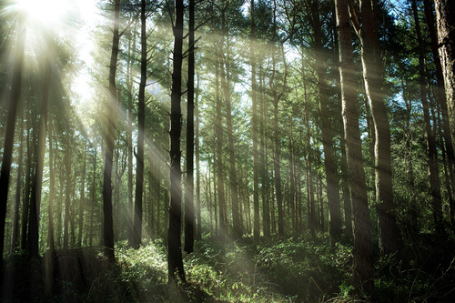 Forest (1)