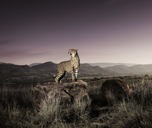 cheetah
