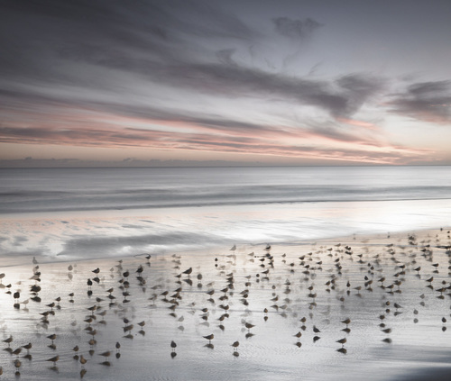 sea-birds