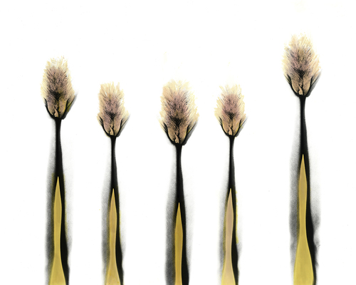 Field of Wheat