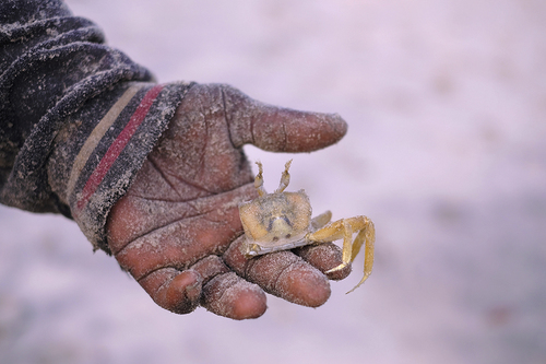 Finding crabs for the catch