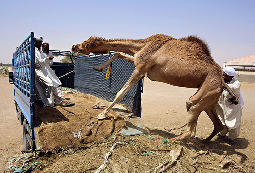 Going home from the camel market, Al Ain, UAE.