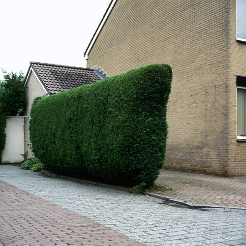 The Hedge