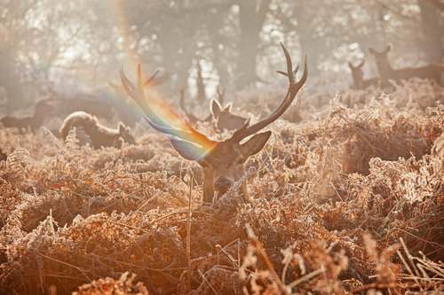 Deer 