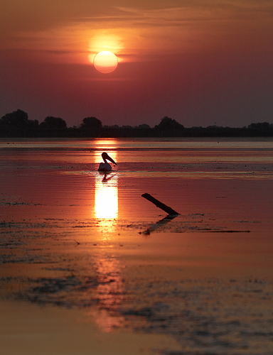 The Lonely Pelican