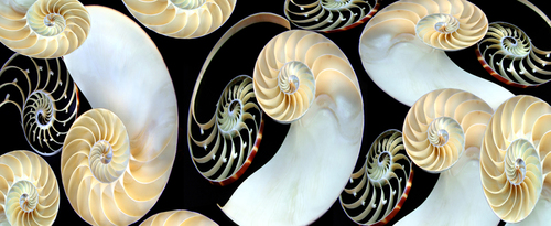 Nautilus Tango