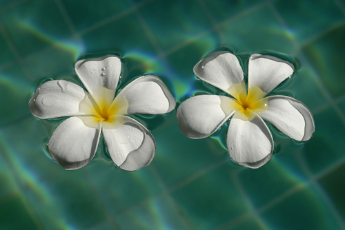Floating Frangipanis