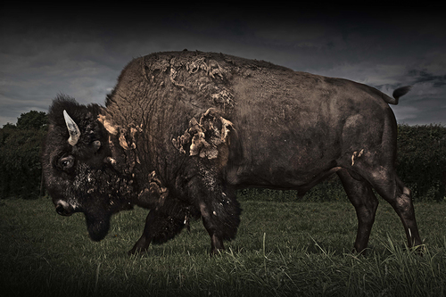 Bison