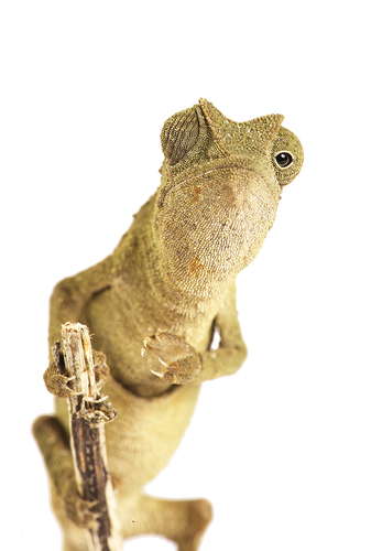 Chameleon