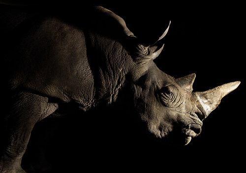 Rhino
