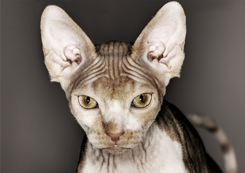 Sphinx