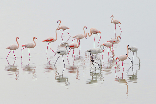 Pink in the Making