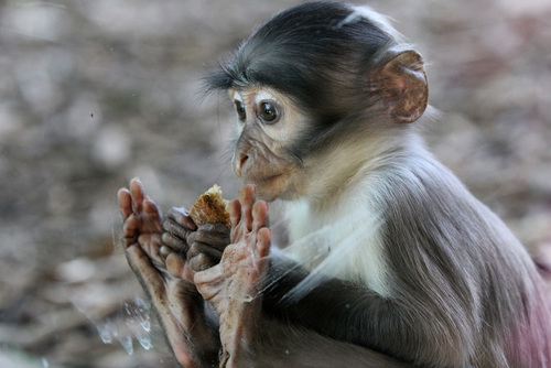 Food Tossed by Humans