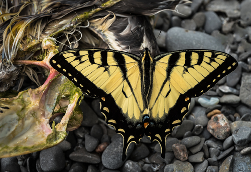 Yellow Swallowtail Butterfly