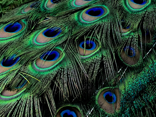 Eyes
