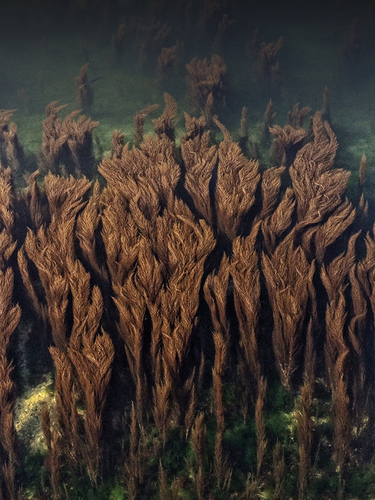 Seaweed