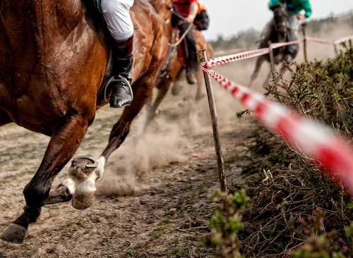 Winning Horse