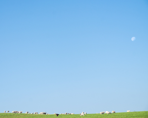 Sheep at Moonrise