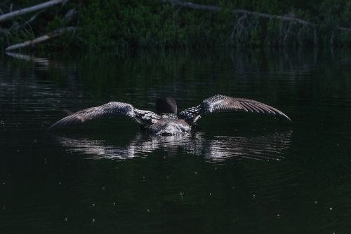 Loon Flexing Wings