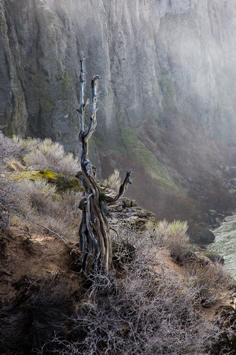 The Canyon Tree