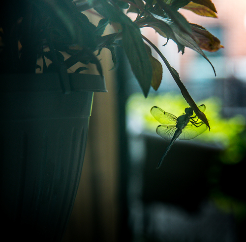 The Little Green Fairy