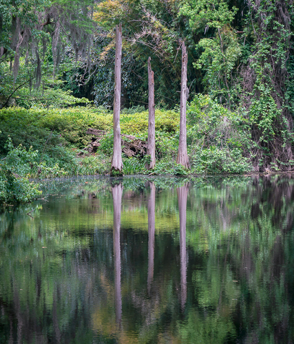 Bayou Trees