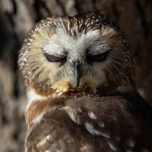 saw-whet study #2