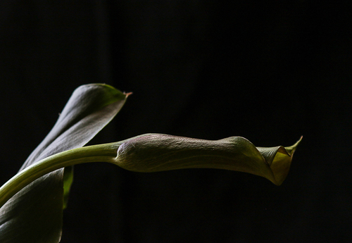 catching the light