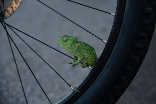 In the wheel